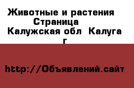  Животные и растения - Страница 20 . Калужская обл.,Калуга г.